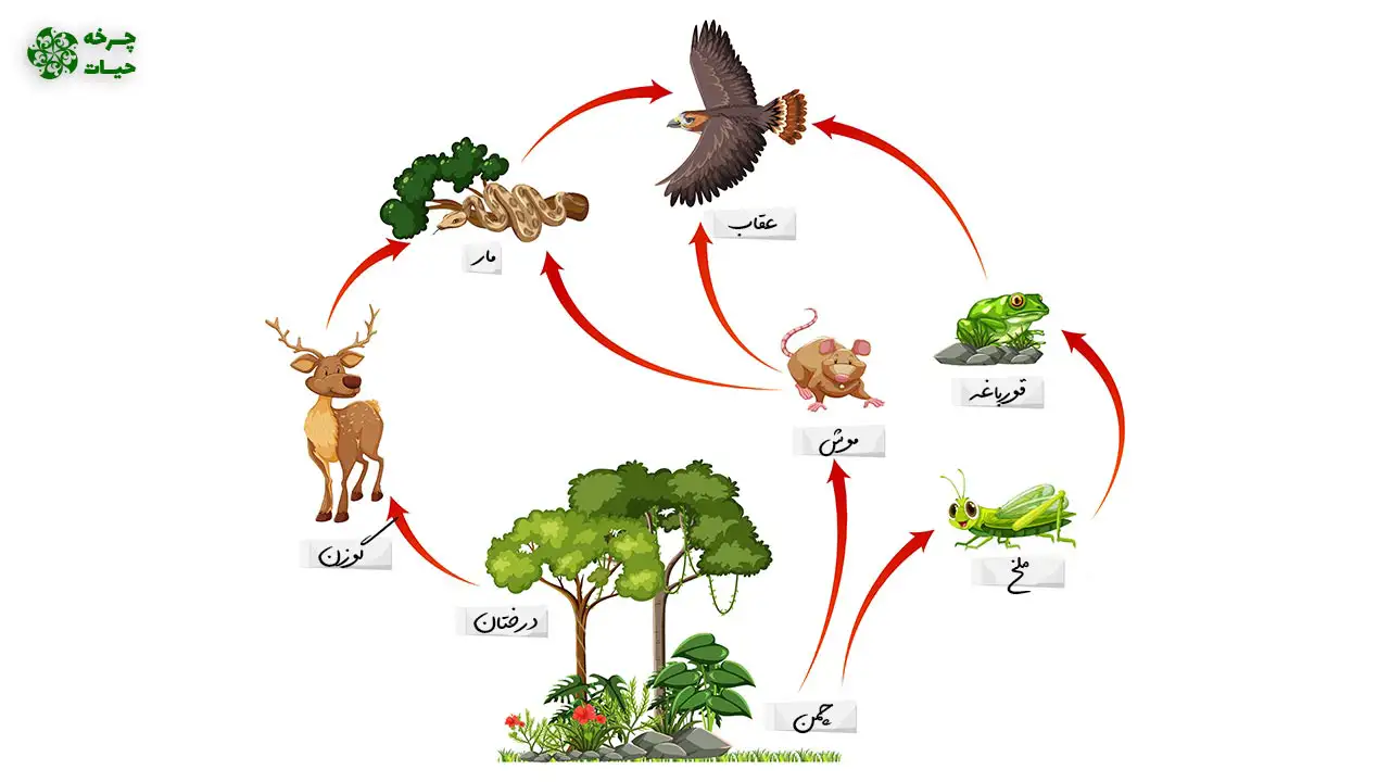 نتایج تغییرات اقلیم  چرخه غذایی حیوانات سایت چرخه حیات