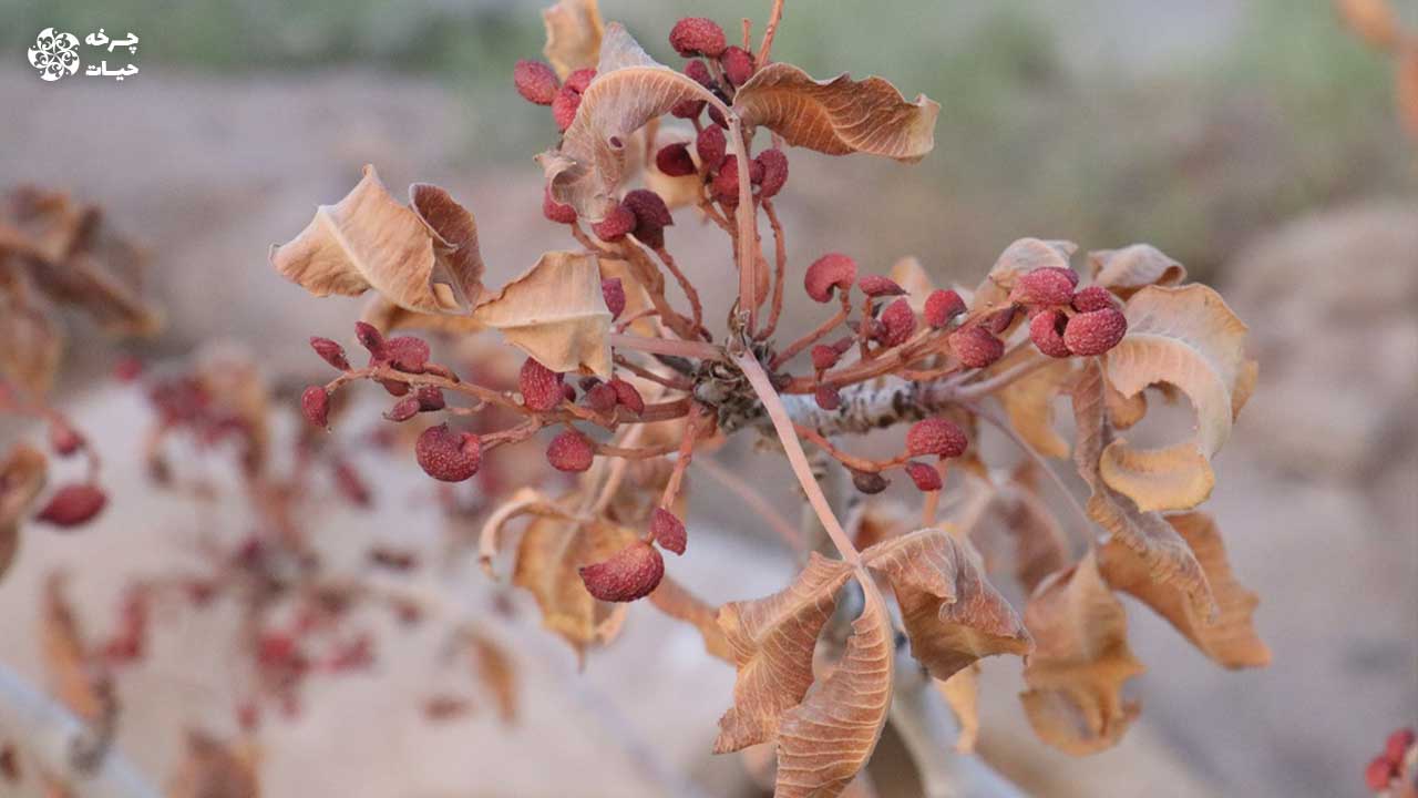 نابودی ۷۲۰۰ تُن محصول پسته رفسنجان در اثر قطعی برق