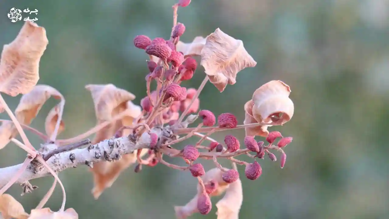 قطع برق پسته رفسنجان و یزد کاهش محصول پسته سایت چرخه حیات