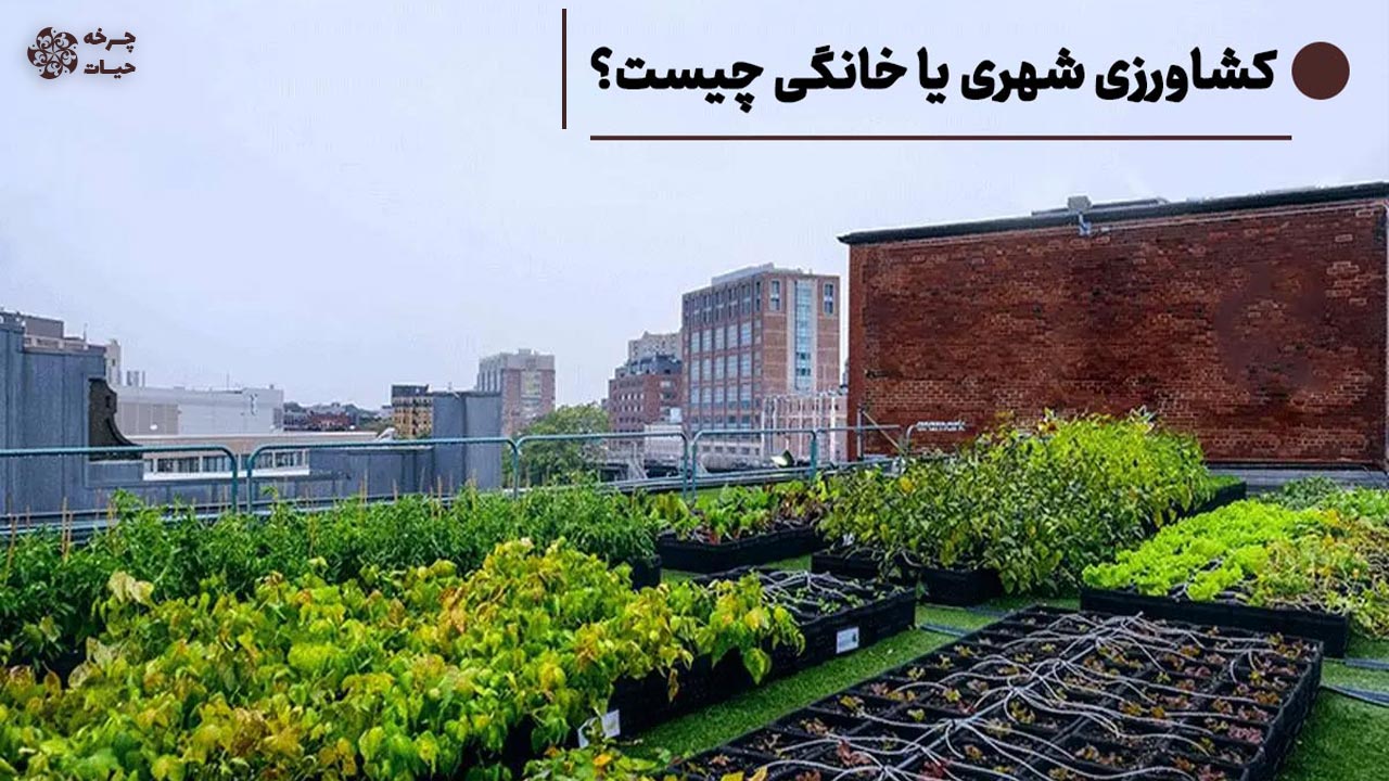 کشاورزی خانگی کشاورزی شهری